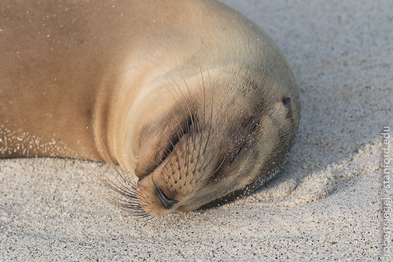 galapagos